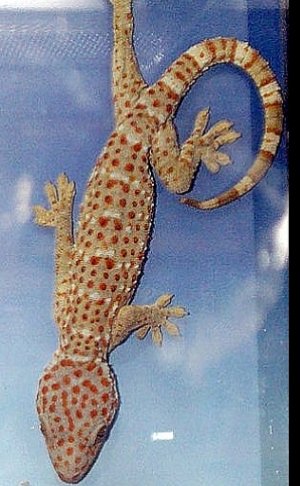 Praying lizard crashes Buddhist ceremony