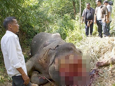 Phuket Gazette: Elephant butchered in Krabi