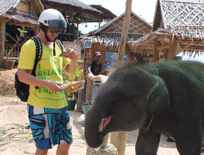 Phuket baby elephant probe hinges on DNA maternity tests