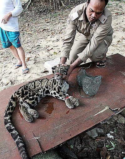 “Naughty’ clouded leopard caught, set free north of Phuket