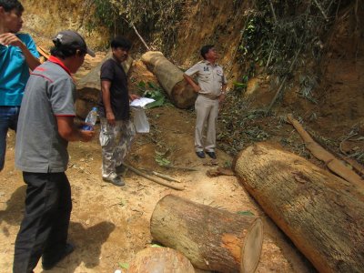 Phuket Andaman News: Police raid illegal Phang Nga logging camp