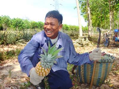 Pineapple protest to block Bangkok-Phuket highway