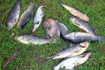 Phuket residents panic over fish fright