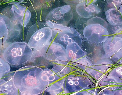 Blooming jellyfish stay for safety-stop