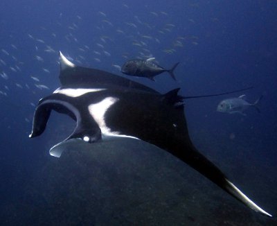 Andaman manta rays take flight