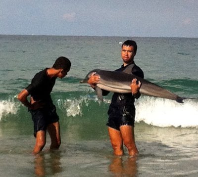 Stranded dolphin saved in Phuket