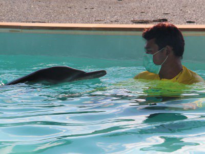 Dolphin blood-test results reveal serious infection