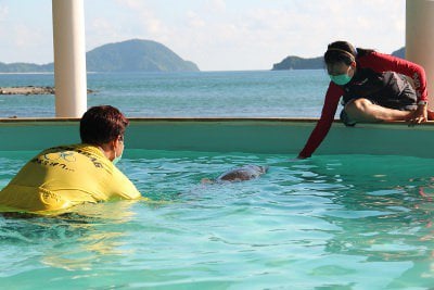 Phuket’s “rescued dolphin’ dead