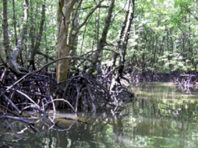 Phuket lifestyle: Saving Thailand’s mangroves