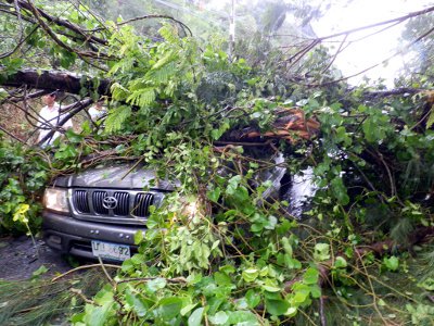 Phuket worker hurt as tree crashes onto moving vehicle