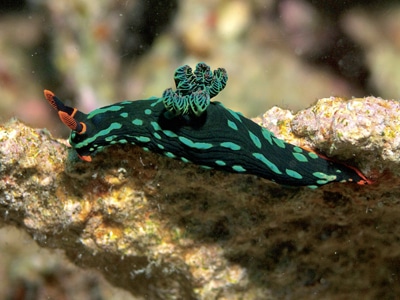 Phuket lifestyle: Branching out with colorful nudibranchs