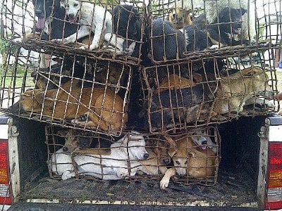 Phuket’s Soi Dogs launches “Trade of Shame’ campaign against dog-meat trade