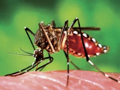 Phuket Health: The truth about dengue fever