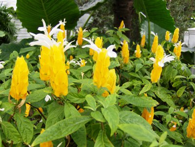 Phuket Gardening: Mellow yellow