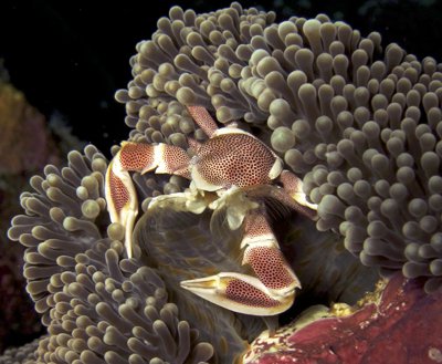 Phuket Diving: Rhythm of the night