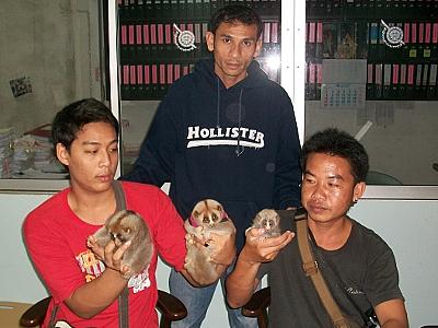 Three slow lorises rescued in Phuket bust