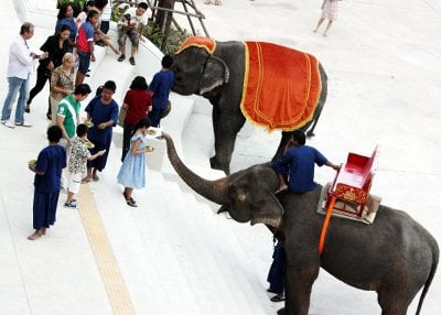 Two elephants join Phuket migrant labor force