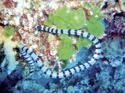 Phuket Diving: Knowledge trumps beauty of ignorance: sea snakes edition