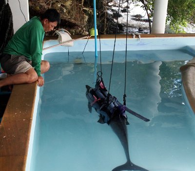 Ailing dolphin under treatment in Phuket