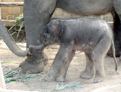 Silence shrouds release of Phuket baby elephant DNA test results