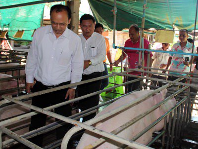 Foul complaints prompt Phuket piggery inspection