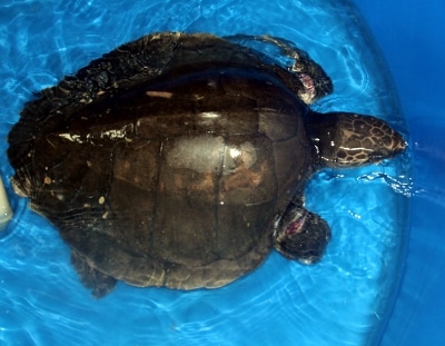 Turtles rescued after oil dumping raises alarm