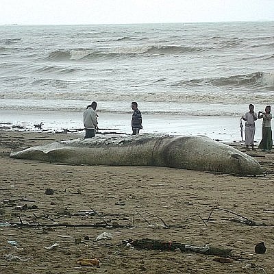 Dead sperm whale washes ashore in Phang Nga