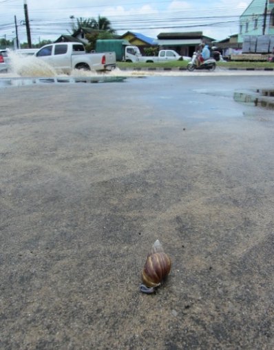 Phuket floods delay flight, mudslide confirmed