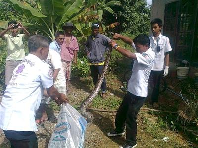 Flood-displaced python prompts panic in Phuket