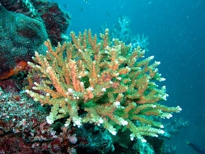 Thailand’s coral reefs 50% gone: Phuket marine biologist