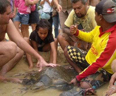 Turtle tangled in fishing net rescued from Phuket beach