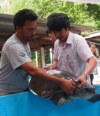 Six injured sea turtles beach in Phuket, Phang Nga in one day