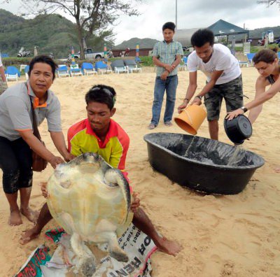 Phuket ocean trash inflicting mayhem on turtles