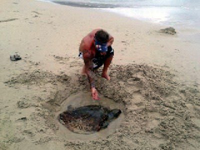 Sea turtle with fish net wounds saved on Phuket beach