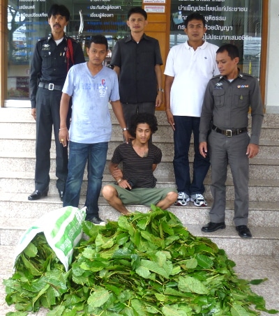 Dealer busted after kratom smuggled into Phuket as ‘fresh vegetables’