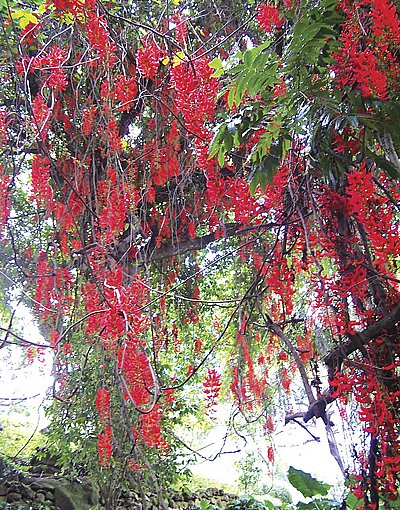 Phuket Gardening: Red for danger