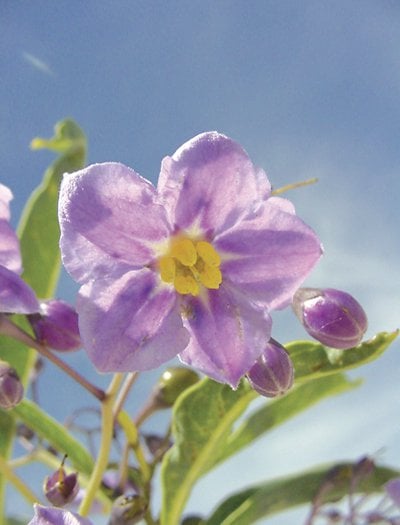 Phuket Gardening: Having it both ways