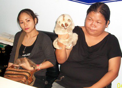 Man with gibbon escapes Bangla loris raids