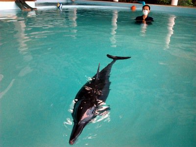 Rescued Phuket dolphin’s health improves