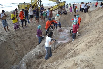 Phuket marine agency checks dead whale shark samples for heavy metal contamination