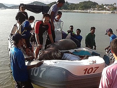 Phuket dugong dies from hit by boat propeller