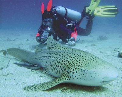 Phuket Diving: Dive Bunny takes plunge