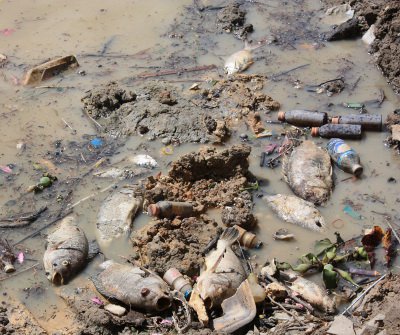 Phuket mass fish deaths put flood-prevention project on hold