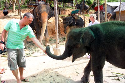 Laguna Phuket issues statement over baby elephants