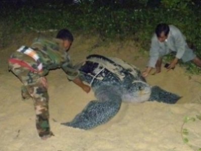 Turtle egg find floats hope of leatherbacks returning to Phuket region