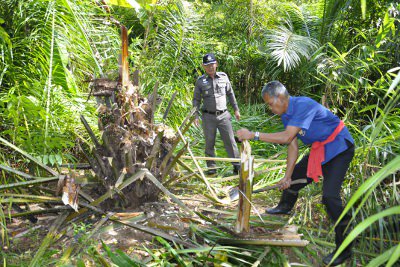 Phang Nga officials implicated in illegal palm plantation