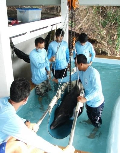 Sick dolphin dies in Phuket