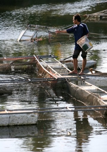 Fish farming forum underway in Phuket