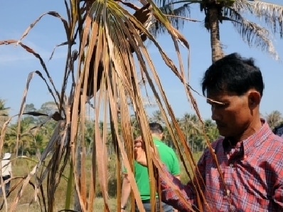 Coconut shortage hurting Phuket retailers