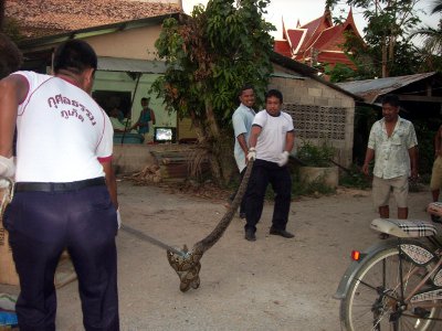 30-kilo python plucked from Phuket village